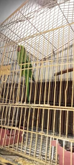 Female Ringneck and Female Ficher.