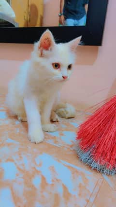 Persian female kitten available for sale