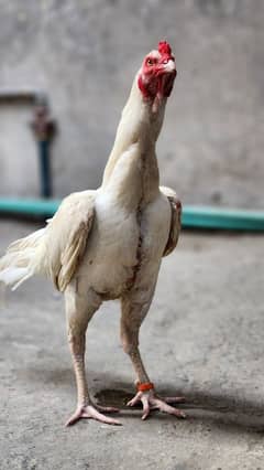 heera aseel