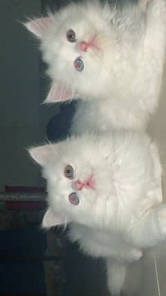 Persian kittens for sale