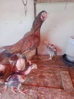 total 12 chicks white madi 6 heera 6 calar