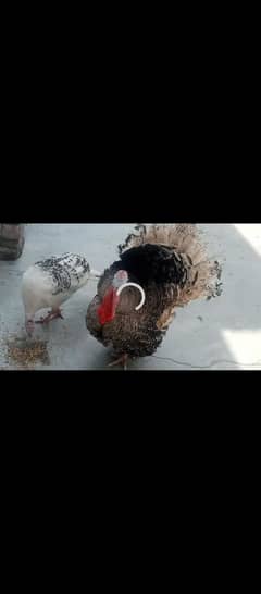 turkey