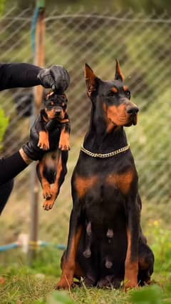 doberman