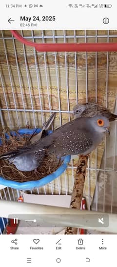dove