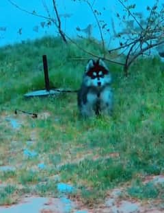 show quality husky male puppy