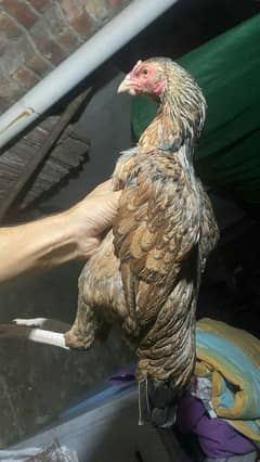 sindhi aseel murgi with chicks 0331/4828/011