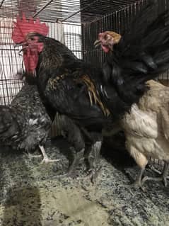 Butyfull Hen