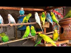 AUSTRALIAN BUDGIE'S