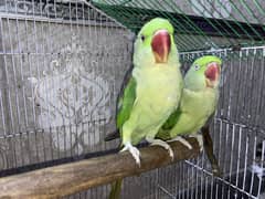Parrots for Sale – 8 Months Old | Hand-Tamed with Cage!