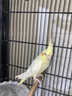Cocktail parrots