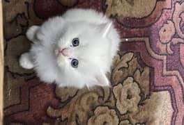 Persian kittens