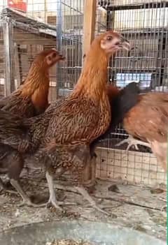 Golden Misri | Hens