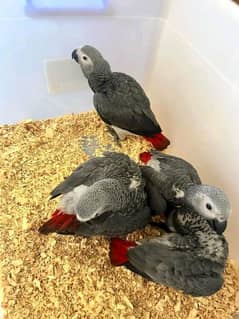 African grey parrot chick available 03248667902