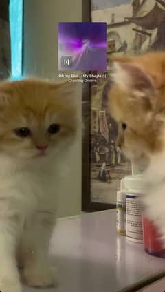 Female triple coated punched face kitten 2.5 monthsfrom petko pet shop
