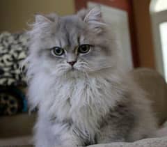 Persian