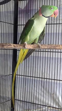 Kashmiri Lenthy Jamboo size Male