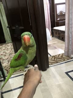 Raw parot