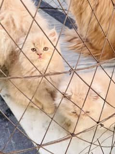 Persian Kitten / Cat