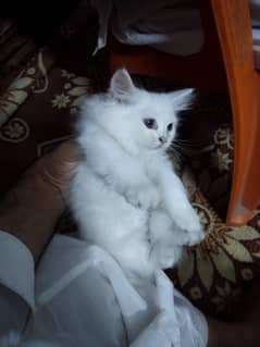 persion kitten