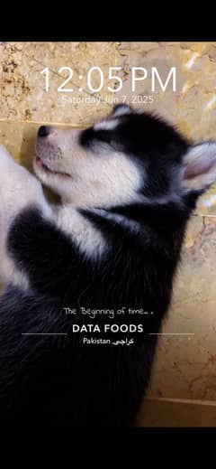 Siberian husky