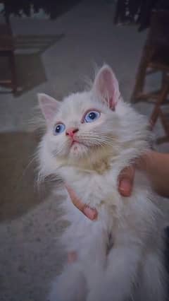 Persian kittens triple coated