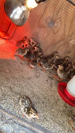 plymouth hen chicks  guinea fowl chicks