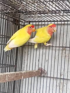lotino breeder