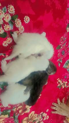 kittens for sale pairs available