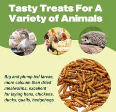 Live mealworms, high protein food for Finches, Hens, Birds, Pet Food.