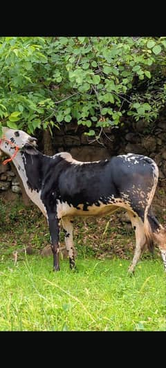 Pure Desi Janwar Bull for urgent sale