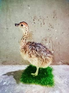 Stuff Ostrich Chicks