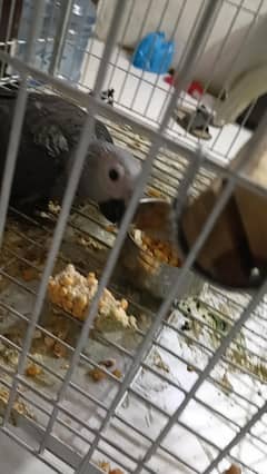 grey parrot chick self one time feed