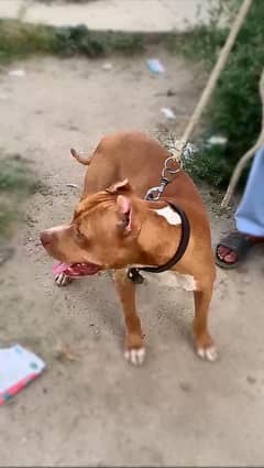 pitbull dog pure blood line exchange possible