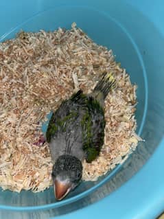 Raw parrot baby for sale
