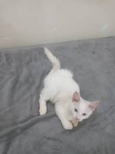 persian kitten