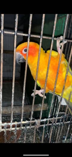 Sun Conure