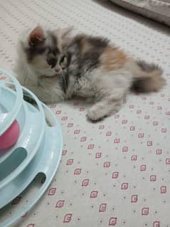 Persian