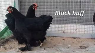 fancy hens chicks shamo , parrot beak , turkey,chicks available