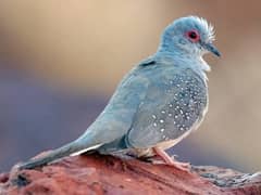 Dove