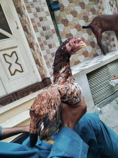 hen for sale