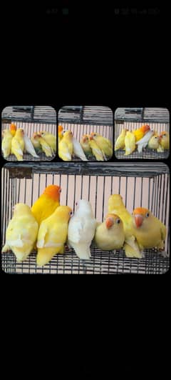 blue 2, creamino, albino, blue 2 opaline