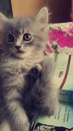 Persian kitten