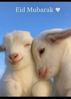 Goat milk