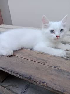 Persian