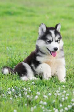 Siberian husky pups