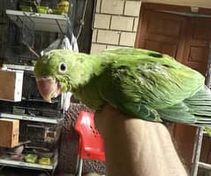 Handtame parrots
