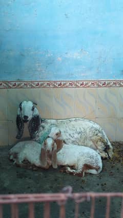 3 female goats