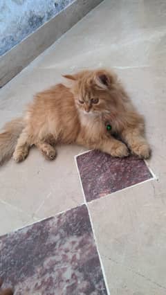 Persian catv