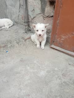 Russian dogs pink nose