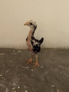 Shamo chick for sale